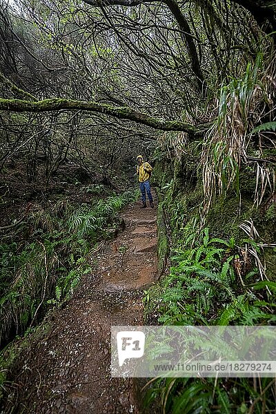 Wanderer in dichtem Wald  Wanderweg Vereda Francisco Achadinha  Rabacal  Madeira  Portugal  Europa