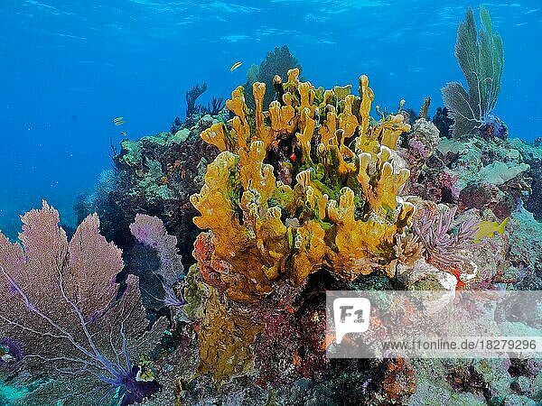 Fire coral (Millepora complanata) and  John Pennekamp Coral Reef State Park dive site  Key Largo  Florida Keys  Florida  USA  North America