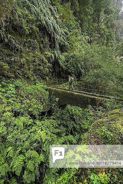 Wanderer auf einer Brücke über eine kleine Schlucht  in dicht bewachsenem Wald mit Farn  Levada do Caldeirão Verde  Parque Florestal das Queimadas  Madeira  Portugal  Europa