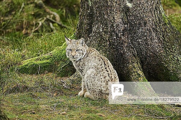 Eurasian lynx (Lynx lynx) in a forest  Bavaria  Germany  Europe