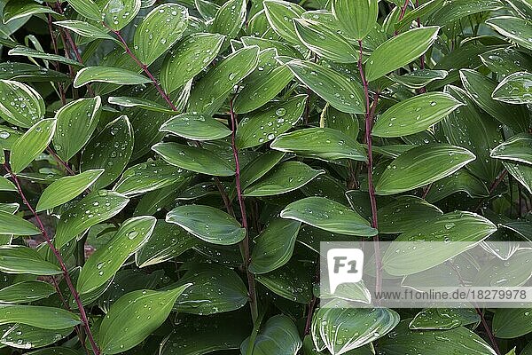 Zerbrechliches Salomonssiegel (Polygonatum odoratum var. pluriflorum Variegatum) im Frühjahr  Quebec  Kanada  Nordamerika