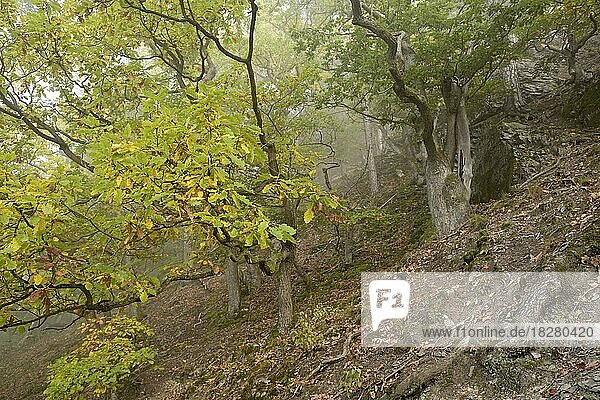 Knorrige Eichen (Quercus) mit Herbstfärbung an einem steilen Berghang im Nebel  Naturpark Diemelsee  Hessen  Deutschland  Europa