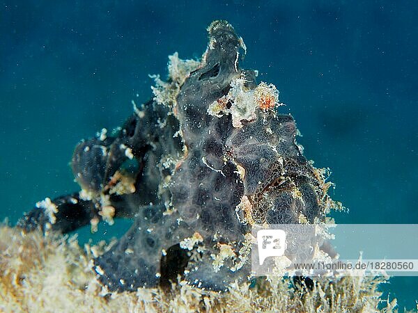 Riesen-Anglerfisch (Antennarius commerson) . Tauchplatz Hausriff Mangrove Bay  El Quesir  Ägypten  Rotes Meer  Afrika