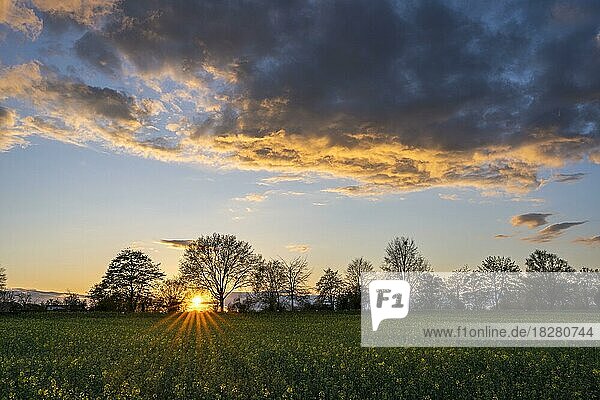 Ein gelb blühendes Rapsfeld im Frühjahr bei Sonnenuntergang mit blauem Himmel und einer leuchtenden Wolke am Himmel  mit Sonnenstern  Rhein-Neckar-Kreis  Baden-Württemberg  Deutschland  Europa