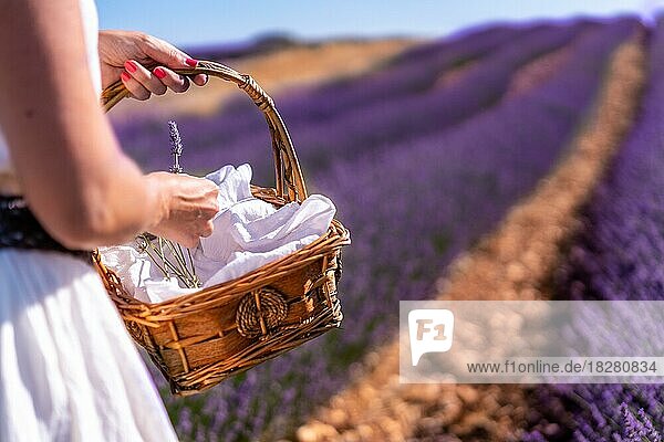 Frauenhand beim Pflücken von Lavendel in einem Lavendelfeld mit lila Blüten in einem Korb  Lifestyle