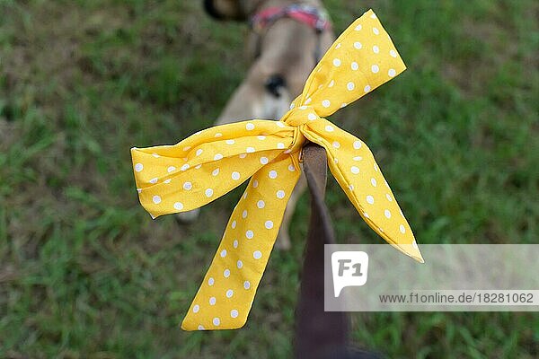 Gelbe Schleife an der Hundeleine  ein Symbol im Rahmen des so genannten Gelben-Hunde-Projekts zur Kennzeichnung ängstlicher  kranker oder aggressiver Hunde  denen man sich nicht nähern sollte