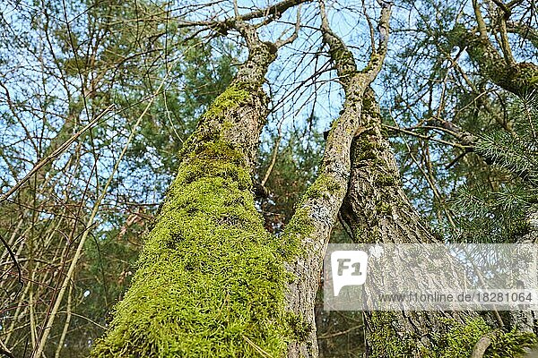 Nahaufnahme eines Laubmoos (Bryophyta) auf einem Baumstamm  Bayern  Deutschland  Europa