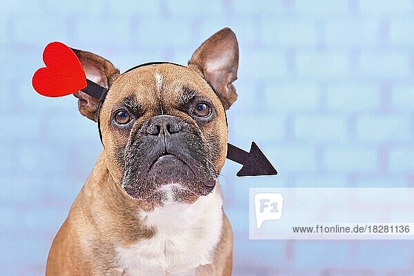Französische Bulldogge Hund mit Valentinstag Liebe Pfeil Stirnband auf blauem Hintergrund