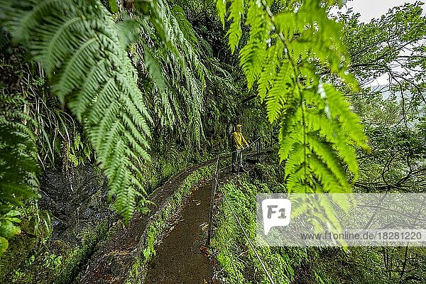 Hikers on a narrow footpath along a levada  in densely overgrown forest with ferns  Levada do Caldeirão Verde  Parque Florestal das Queimadas  Madeira  Portugal  Europe