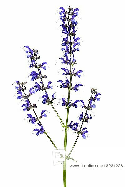 Meadow clary (Salvia pratensis) plant  flower  isolated  white background