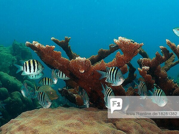 A group of sergeant major (Abudefduf saxatilis) at an elkhorn coral (Acropora palmata) . Dive site John Pennekamp Coral Reef State Park  Key Largo  Florida Keys  Florida  USA  North America