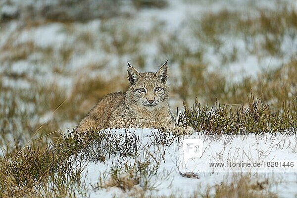 Europäischer Luchs (Lynx lynx)  liegt in Wiese mit Schnee  Winter
