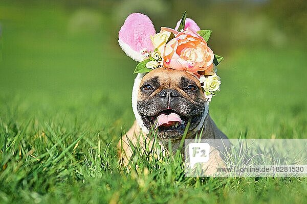 Lächelnde Französische Bulldogge Hund gekleidet als Osterhase mit Kaninchenohr Stirnband Kostüm mit rosa Frühlingsblumen im Gras liegen