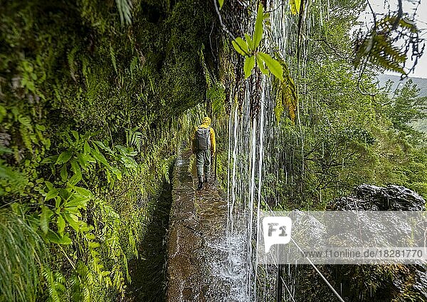 Hikers on a narrow path along a levada with a waterfall  in dense forest  Levada do Caldeirão Verde  Parque Florestal das Queimadas  Madeira  Portugal  Europe