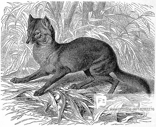 Goldschakal (Canis aureus)  eine eng mit dem Wolf verwandte Art der Hunde  golden jackal  common jackal  Historisch  digital restaurierte Reproduktion einer Originalvorlage aus dem 19. Jahrhundert  genaues Originaldatum nicht bekannt