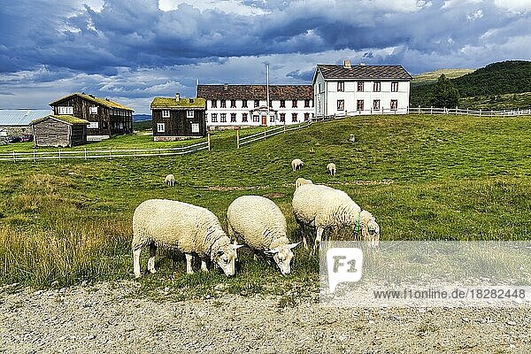 Schafe grasen vor Unterkunft am Olavsweg  Berghütte und Gotteshaus Fokstugu Fjellstue  Dombås  Innlandet  Dovrefjell  Norwegen  Europa
