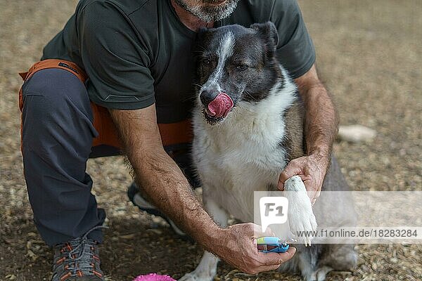 Cutting the nails of a border collie dog with scissors in the field  the dog reacts when it sees the scissors