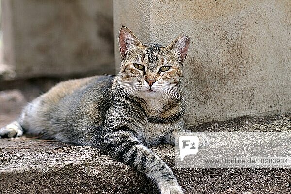 Hauskatze (Felis catus)  Haustier  grau  draußen  liegend  Die grau getigerte Katze liegt entspannt auf dem Boden