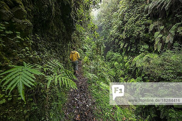 Wanderer an einem schmalen Wanderweg  in dicht bewachsenem Wald mit Farn  Levada do Caldeirão Verde  Parque Florestal das Queimadas  Madeira  Portugal  Europa