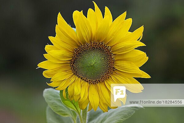 Blühende Gewöhnliche Sonnenblume (Helianthus annuus) im Feld