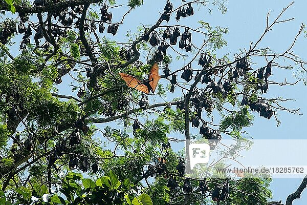 Colony of giant golden-crowned flying fox (Acerodon jubatus) hangs upside down in tree jumps flies with outstretched arms wings  Subic Bay  Luzon  Philippines  Asia