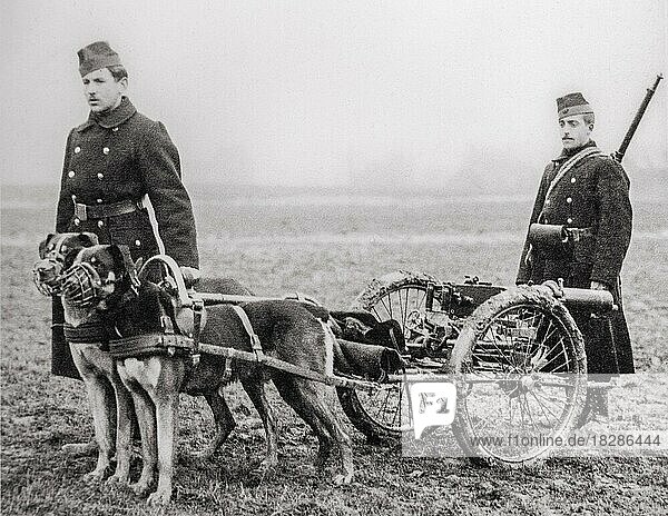 Old photograph showing Belgian carabiniers  WWI light infantry with Maxim machine gun pulled by Belgian Mastiff dogs during World War One in Belgium
