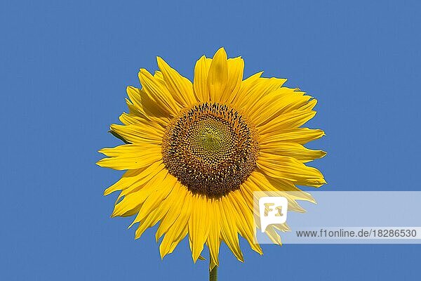 Blütenkopf  Blütenstand der Gewöhnlichen Sonnenblume (Helianthus annuus)  die als Nutzpflanze für Speiseöl und essbare Früchte angebaut wird  vor blauem Himmel