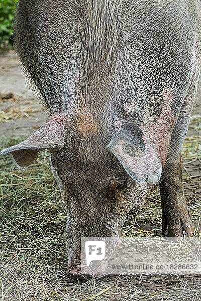 Nahaufnahme eines weiblichen Schwein (Sus domesticus)  Schweinesau mit großer Schnauze auf dem Bauernhof