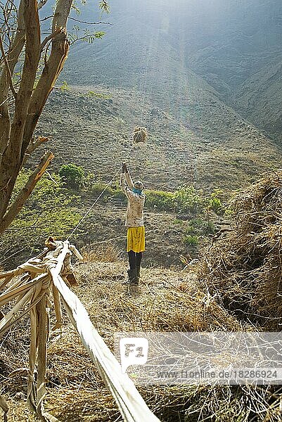 Mann transportiert Zuckkerrohrballen mit einem Seil über eine Schlucht  Mira Tal  Santo Antão  Kapverden