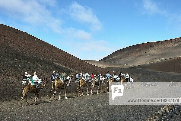 Camel safari from behind  camels  tourists on camels  brown lava landscape  lava hills  Timanfaya National Park  mountains of fire  volcanic landscape  blue sky  grey-white clouds  Lanzarote  Canary Islands  Spain  Europe