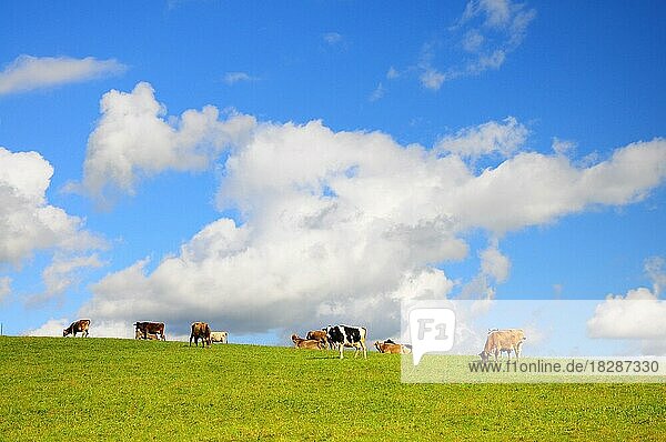 Cows on the pasture in Allgäu  Swabia  Bavaria  Germany  Europe