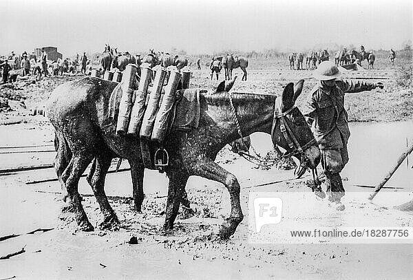 Horses and mules used for transporting WWI artillery shells at the front  battlefield during the First World War One in West Flanders  Belgium  Europe