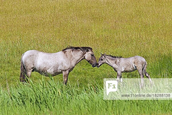 Konik horses  mare and foal in field  Polish primitive horse breed from Poland