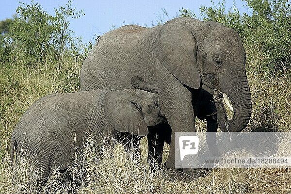 Afrikanischer Elefant (Loxodonta africana) säugt ihr Kalb im Busch  Krüger-Nationalpark  Südafrika