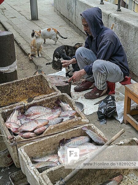 Verkauf  Fisch  Khan el-Khalili Basar  Altstadt  Kairo  Ägypten  Afrika