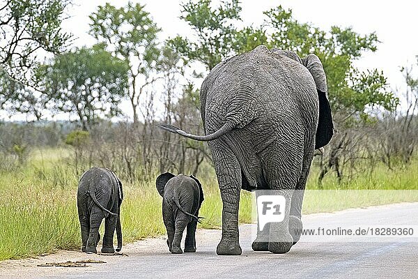 Afrikanischer Elefant (Loxodonta africana)  Kuh mit zwei Kälbern auf geteerter Straße im Krüger-Nationalpark  Mpumalanga  Südafrika