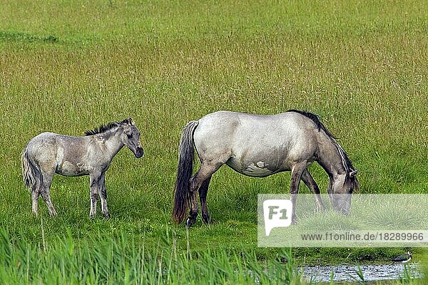 Konik horses  mare and foal in field  Polish primitive horse breed from Poland