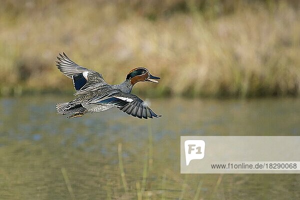 Krickente (Anas crecca)  Männchen  Erpel im Brutkleid  rufend beim Flug über den Teich im Frühjahr