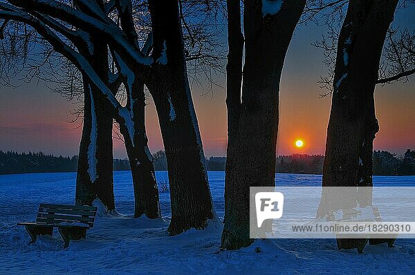 Group of trees with park benches  sunset  near Augsburg  Swabia  Bavaria  Germany  Europe