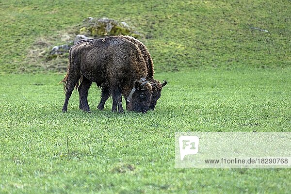 Projekt Wisent (Bos bonasus) Thal  Wiederansiedlung vom europäischen Bison (häufig auch Bison bonasus)  Herde am Grasen  Welschenrohr  Naturpark Thal  Solothurn  Schweiz  Europa