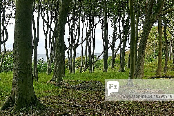 Ghost Forest  near Nienhagen  Rostock County  Germany  Europe