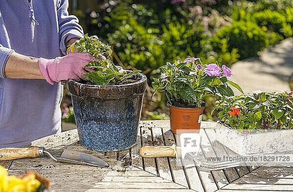 Ältere Frau pflanzt Sommerbeetpflanzen in Töpfe