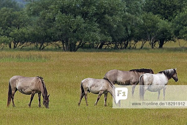 Herd of Konik horses  Polish primitive horse breed from Poland  in field