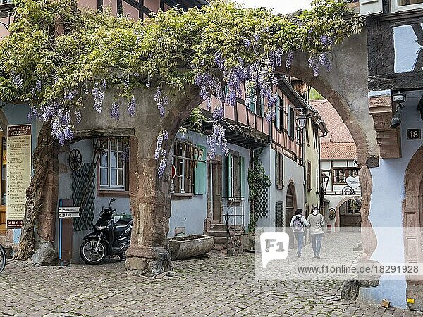 Arched entrance to the neighbouring street  with a climbing plant and a flower of chinese wisteria (Wisteria sinensis) and colourful half-timbered houses  Riquewihr  Reichenweier  Richewihr  Grand Est  Haut-Rhin  Alsace  Alsace  France  Europe