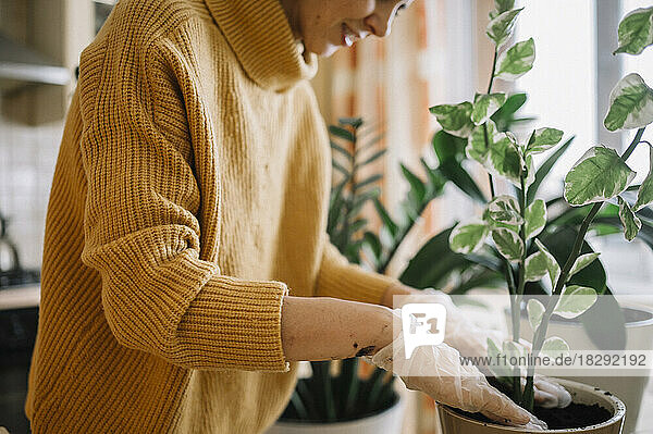 Woman gardening and taking care of potted plants at home