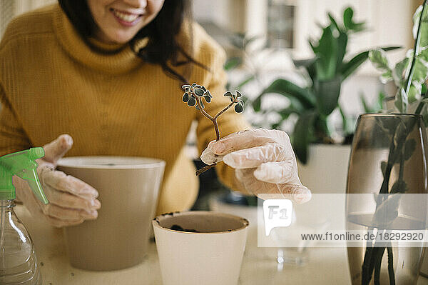 Smiling woman planting small plant in pot at home