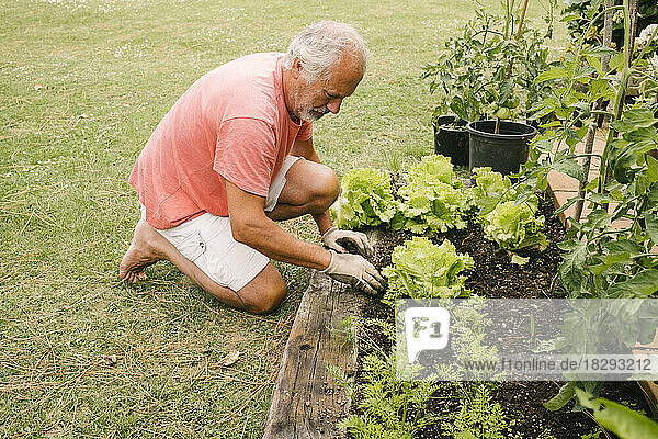 Älterer Mann erntet frischen Bio-Salat im Garten