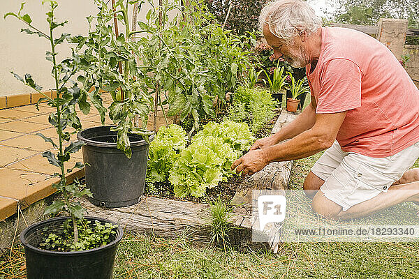 Senior man picking up lettuce from garden