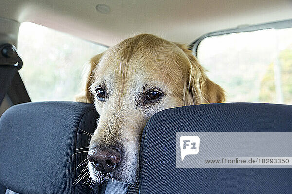 Golden Retriever Hund sitzt auf dem Rücksitz des Autos