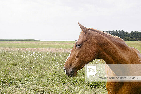 Brown horse standing in grassy field